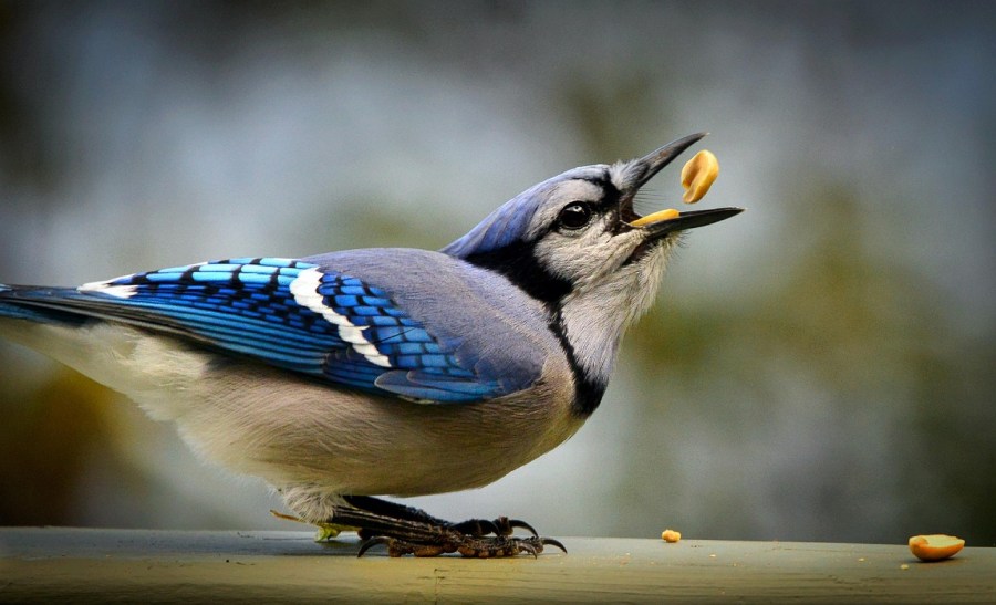 Image of a Blue Jay holding a seed in its beak