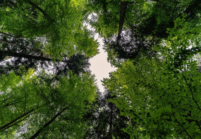 Photo - looking up at lush green trees at the peak of growth