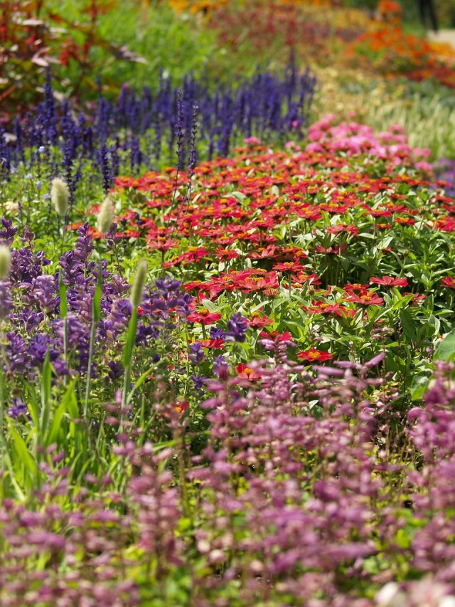 An image of flowers blooming in the garden in shades if purple, red, and pink.