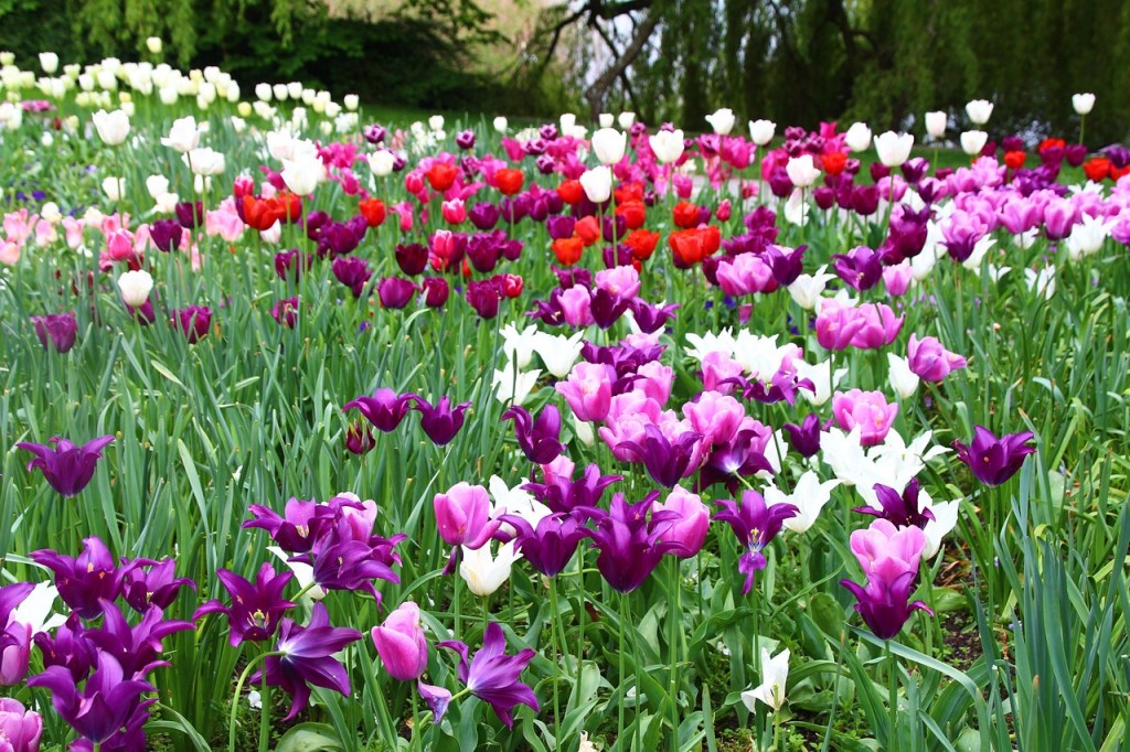 A bright field of tulips in bloom with red white pink purple flowers and bright green stems photo