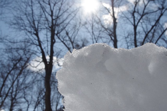 Winter scene of snow and bare trees under the sunny blue sky photo 