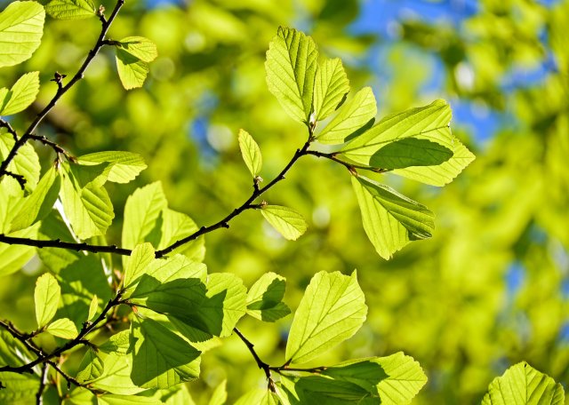 Author Sue Agauas discusses the spring green colors as in this photo of young oak leaves on a sunny day