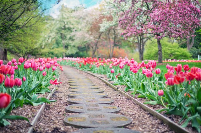 Photo of a path flanked by tulips and spring flowering trees, the sky is blue and the sun shining