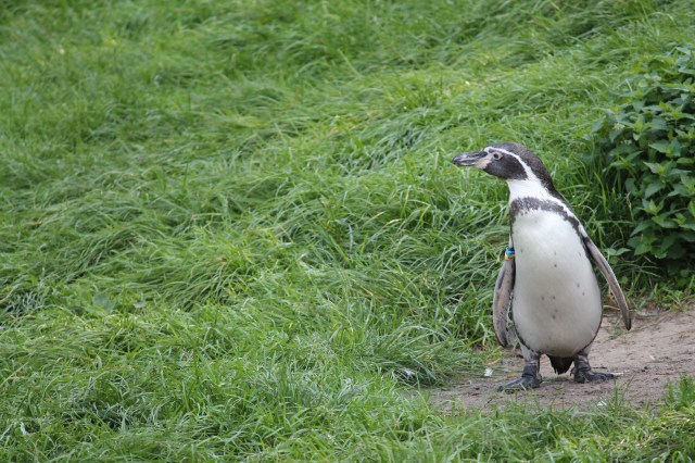 Photo of a penguin looking back