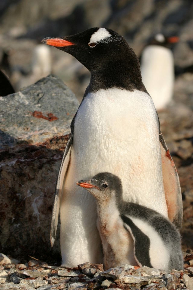 Mother and baby penguins