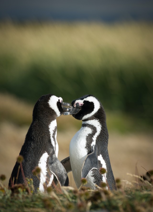 image of two penguins touching