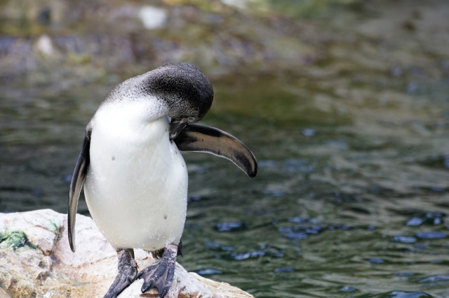 penguin preening