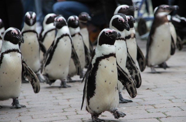Image of penguins marching together