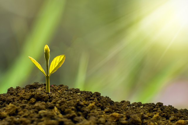 image of a green baby plant