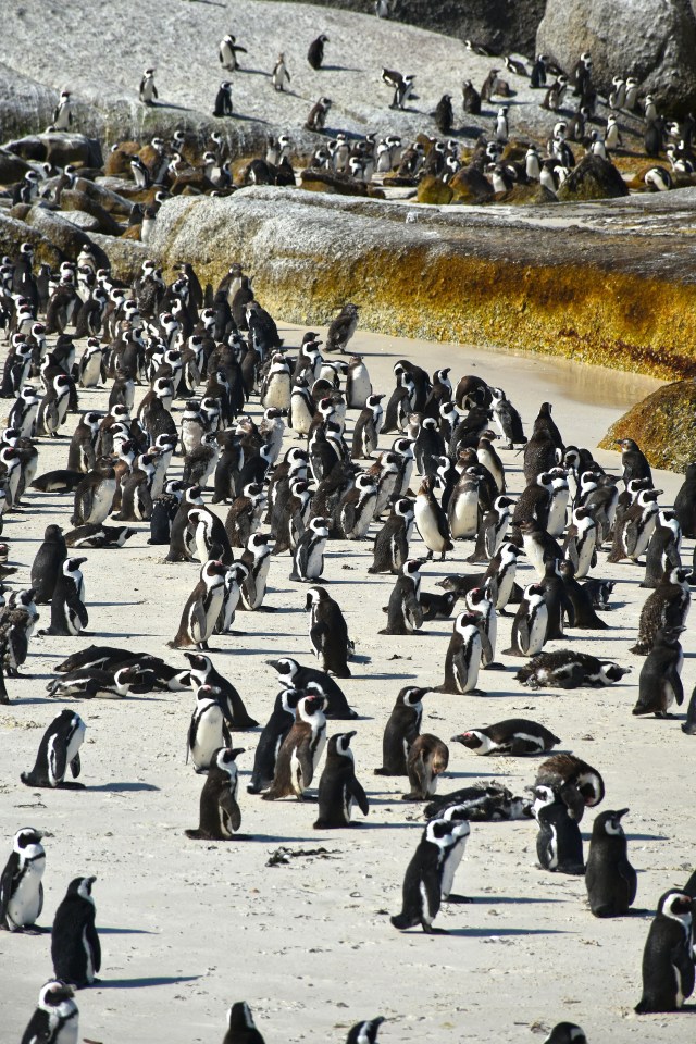 Image of a mob of penguins