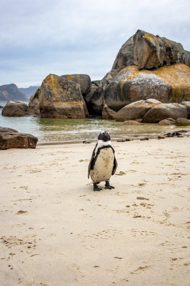 Image of a solo penguin