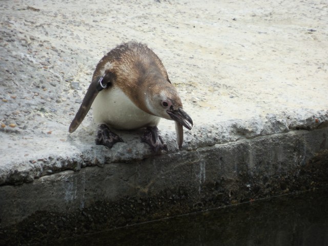 Image of two penguins about to dive