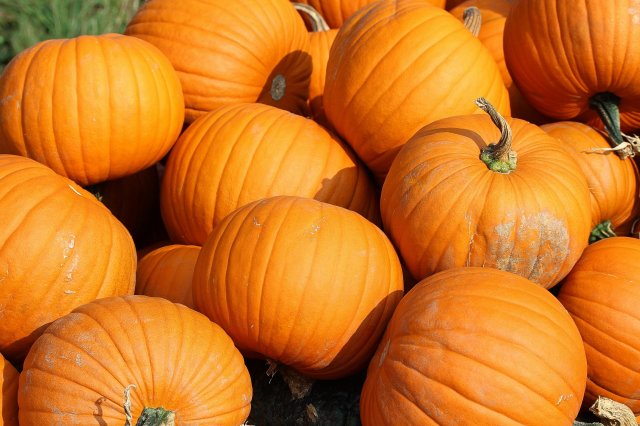 orange pumpkins