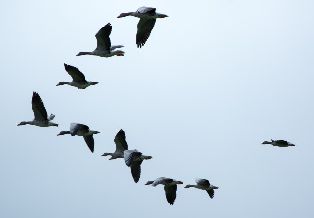 Geese flying in a V formation in the sky