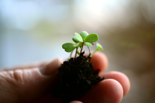 someone holding a tiny plant with soil around its base in their hand
