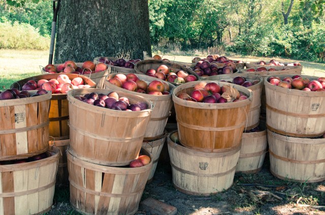Bushels of apples