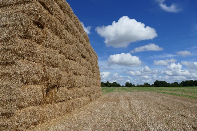 Bales of hay in a filed under a blue sky with a few white puffy clouds and trees on the horizon