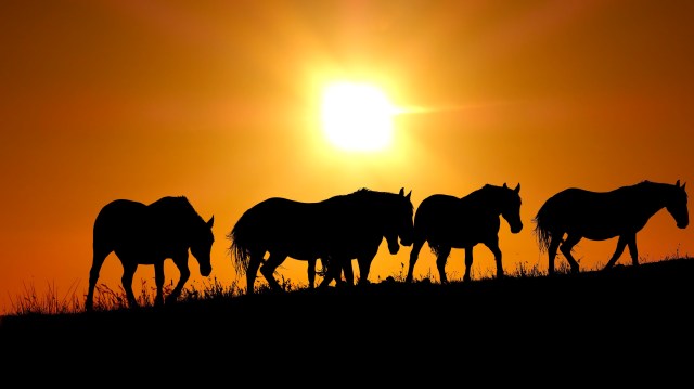 Horses in the sunset