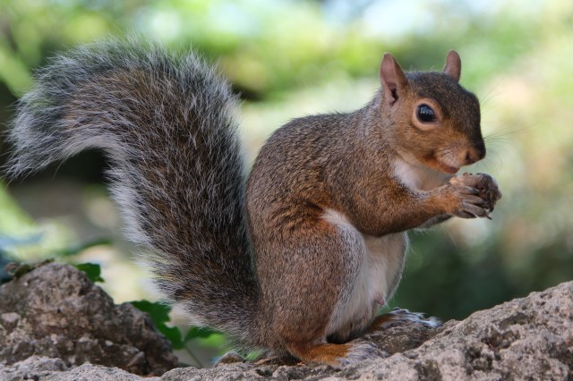 squirrel eating nuts