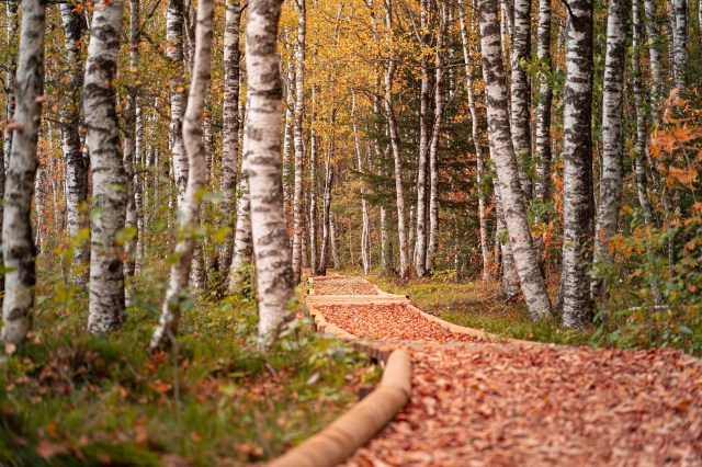 a path winding through birch trees