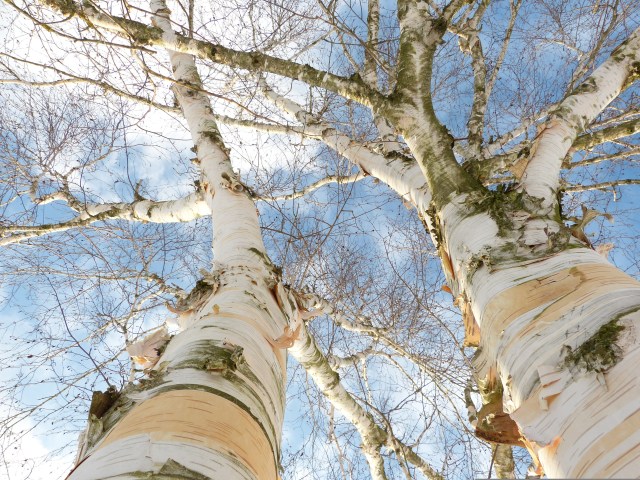 leafless birch trees