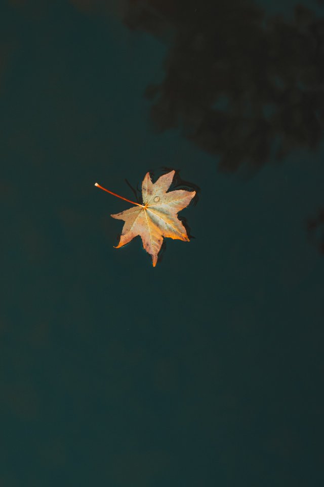 a single leaf falling to the ground