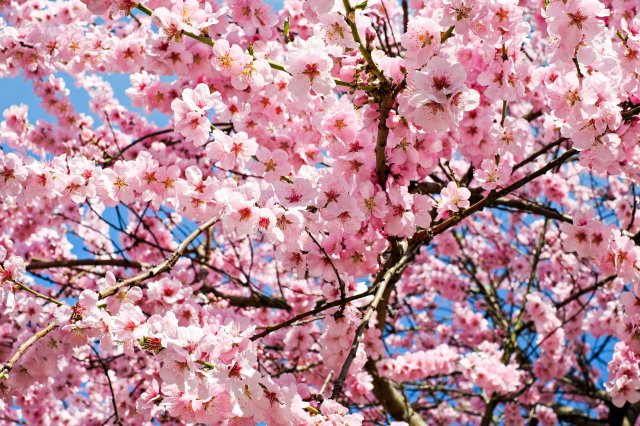 pink cherry blossoms on a tree in Japan