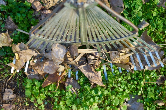 Raking leaves