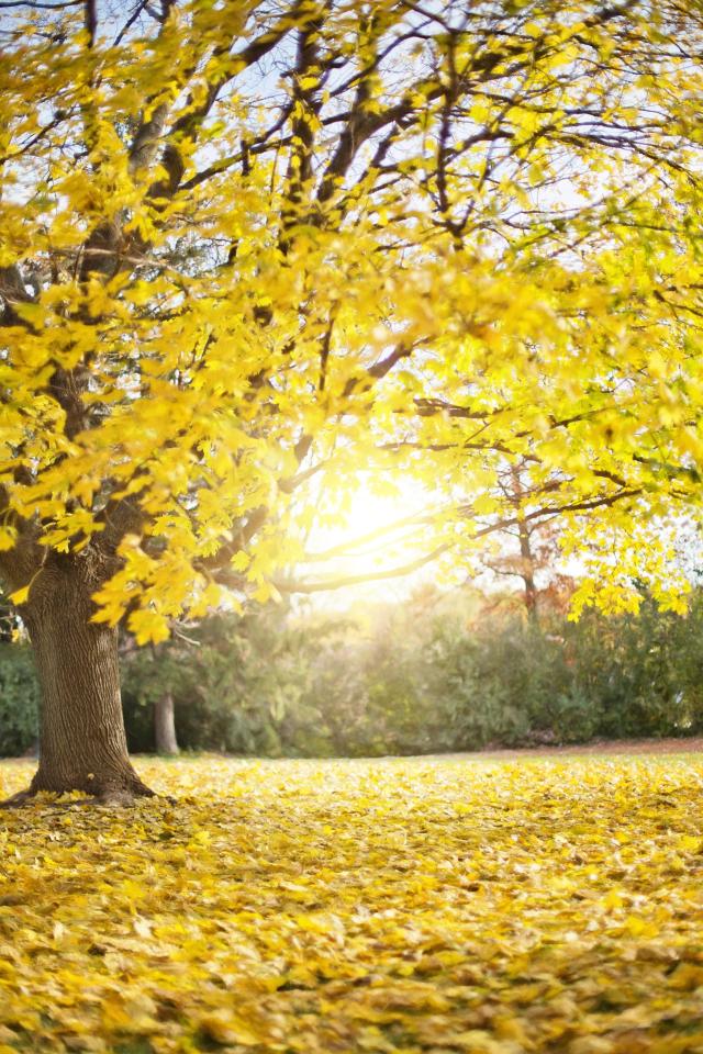 Gold leaves in autumn