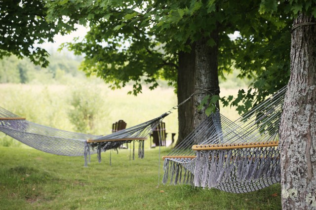 a hammock hanging from a tree in the summer