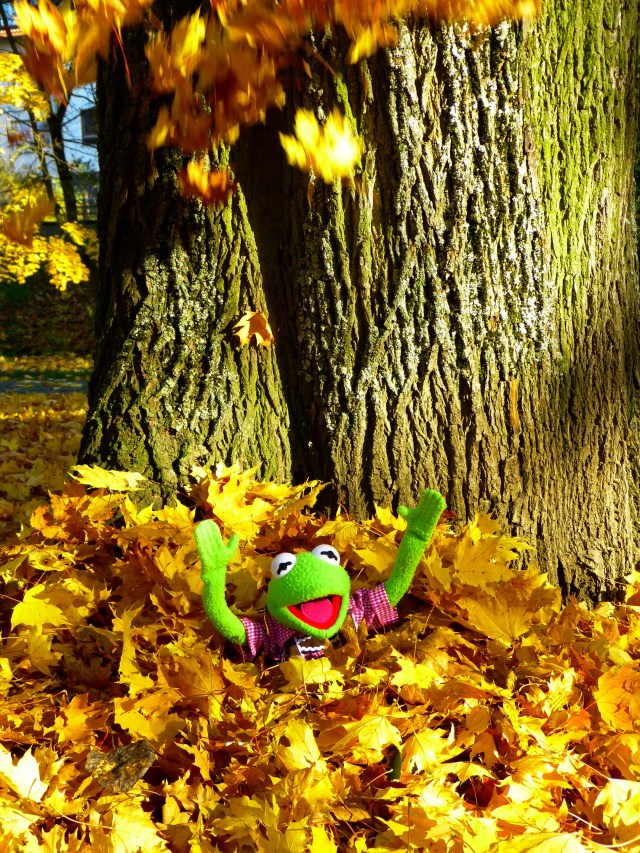 Kermit the frog jumping in leaves