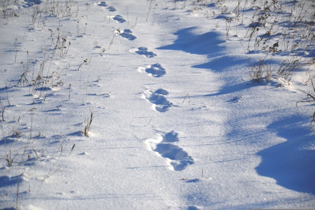 snow with footprints